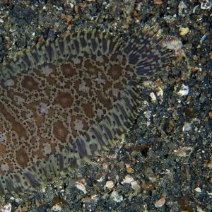 Prints of Feature Idea - Animal Camouflage : Feature Idea - Animal Camouflage