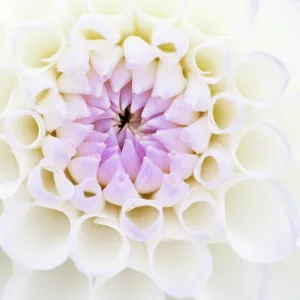 Prints of Feature Idea - Patterns In Nature : Feature Idea - Patterns In Nature
