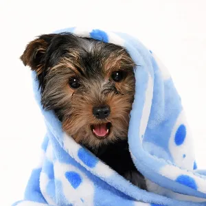 Prints of Cute Puppies By John Daniels : Cute Puppies By John Daniels