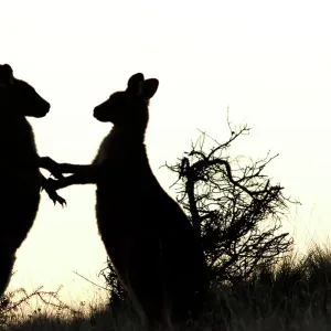 Prints of Silhouettes : Silhouettes