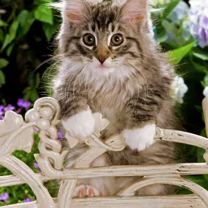 Prints of Cute Kittens By Jean-Michel Labat : Cute Kittens By Jean-Michel Labat
