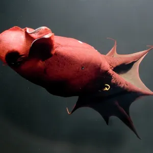 Prints of Creature Feature - Vampire Squid : Creature Feature - Vampire Squid
